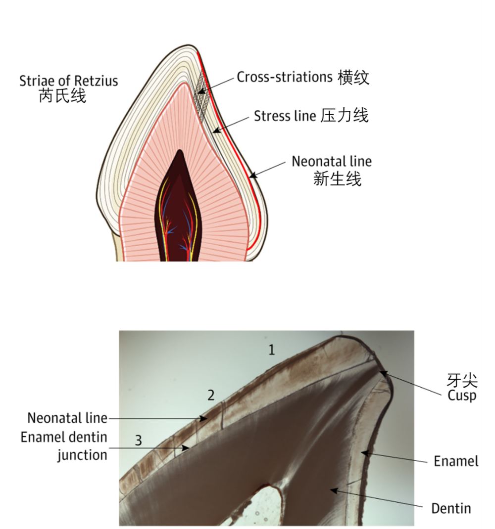 牙釉质横纹和芮氏线的示意图<sup label=图片备注 class=text-img-note>[11]</sup>