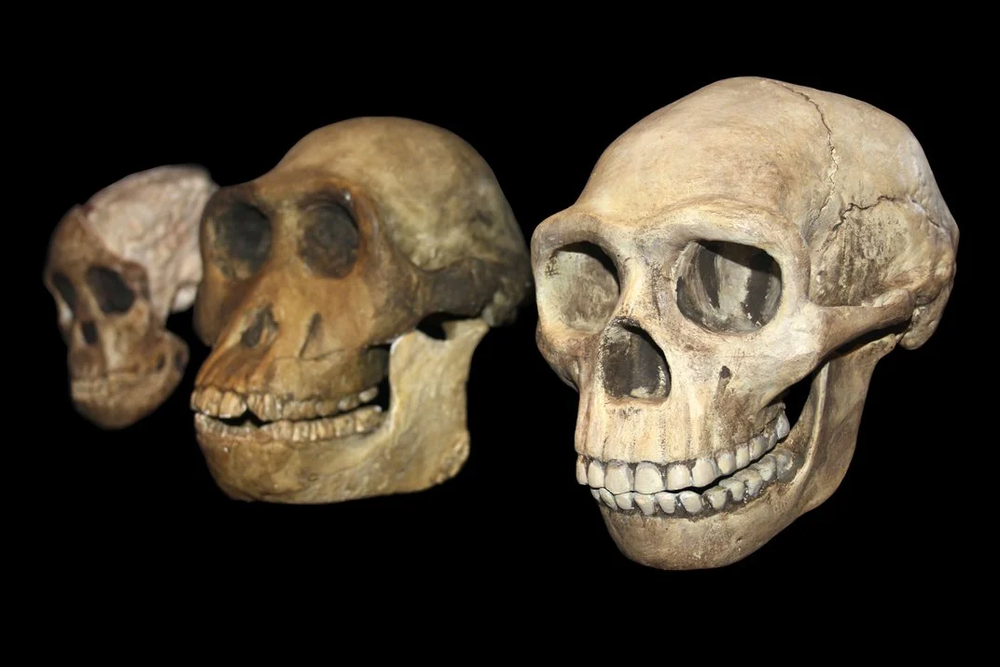 从左至右分别是南方古猿非洲种（Taung Child Australopithecus africanus）、南方古猿阿法种（Australopithecus afarensis）和直立人（Homo erectus）的头骨化石（Sabena Jane Blackbird / Alamy）<sup label=图片备注 class=text-img-note>[20]</sup>    