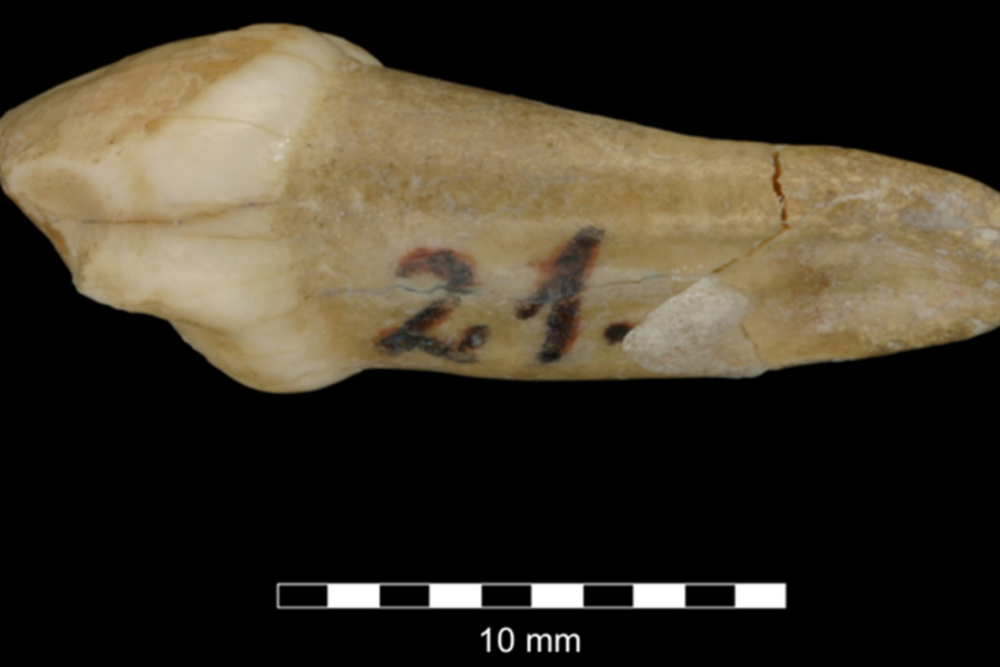 研究者分析了12万年前的尼安德特人乳牙，发现他们的牙齿发育比现代人类早得多。<sup>[24]</sup>    