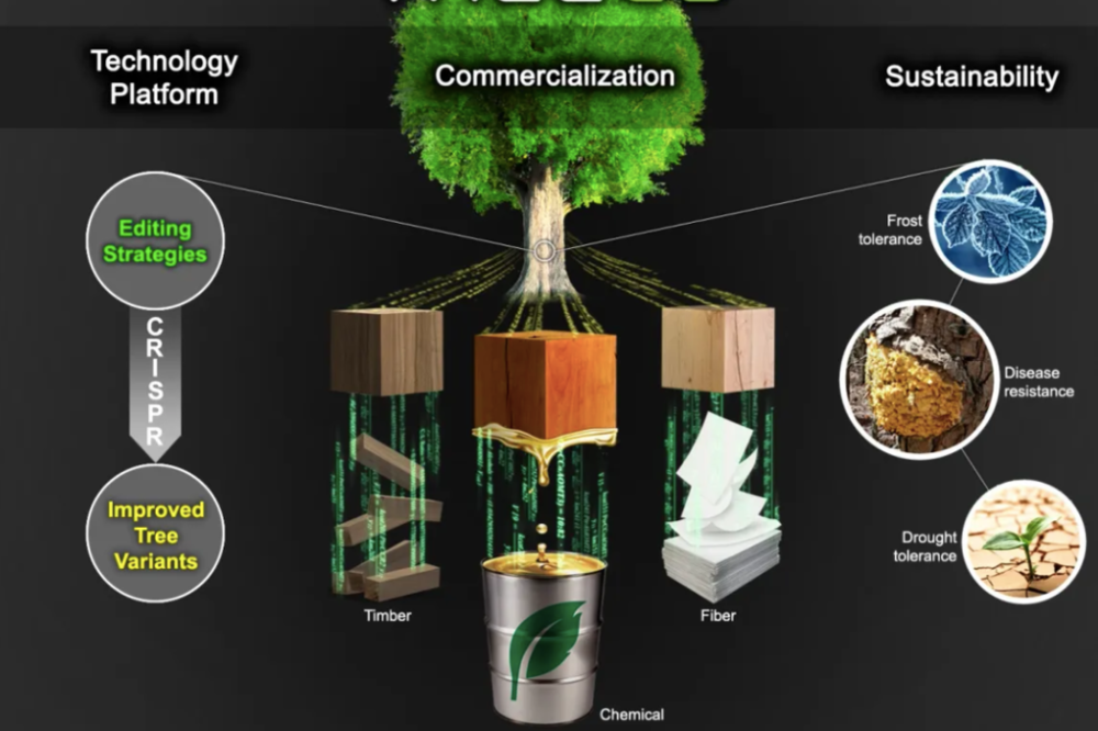 TreeCo在开发的技术平台，通过开发植物基因编辑的工具，以及培育具备抗病虫害，抵抗气候变化能力以及生长速度更快，根系更发达的树木，获得高质量的木材原料，造纸原料以及其他植物化学分子成分。