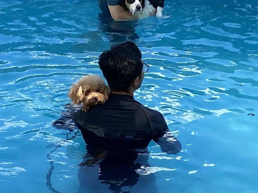宠物在宠物乐园学游泳，受访者供图