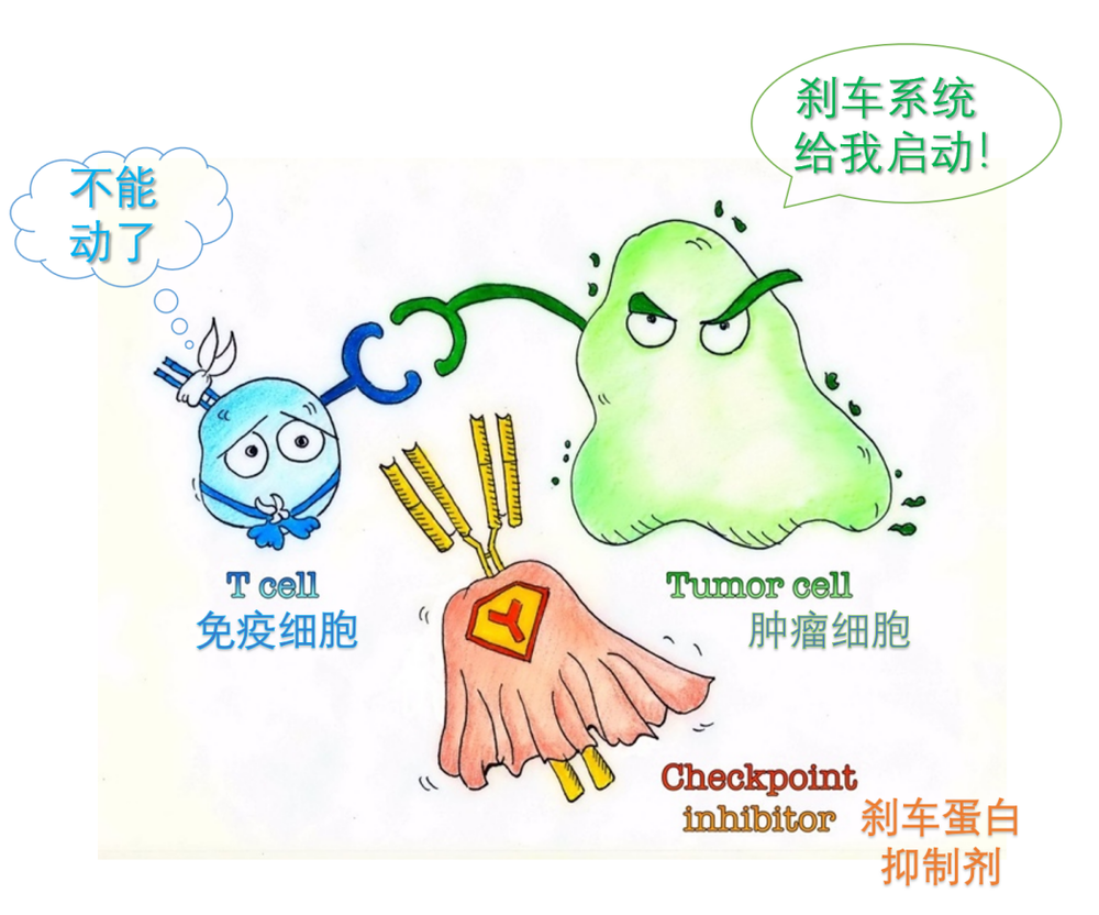 图1. 免疫系统、肿瘤细胞、刹车系统三者之间的关系。丨改编自网络图片<br label=图片备注 class=text-img-note>