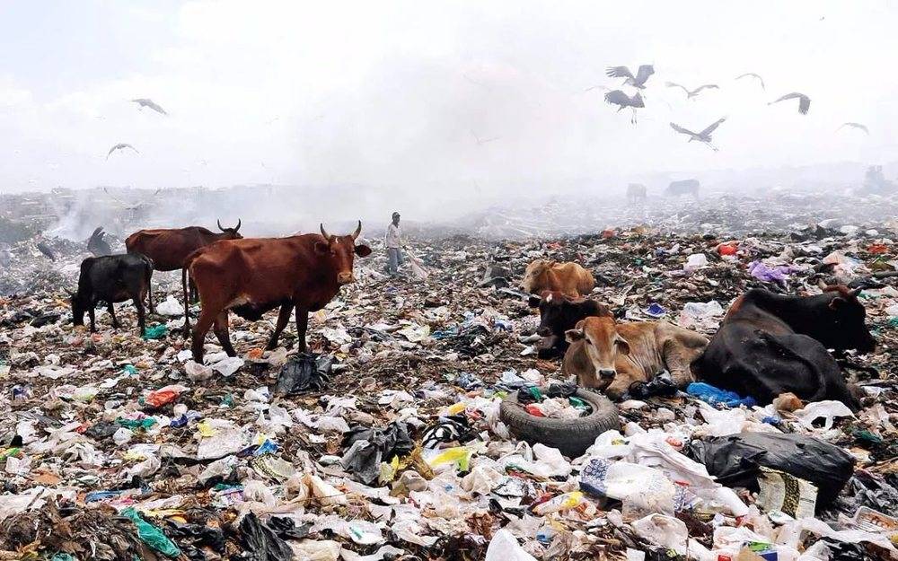在肯尼亚首都内罗毕郊区，牛群在满是塑料袋的垃圾场里觅食<br label=图片备注 class=text-img-note>