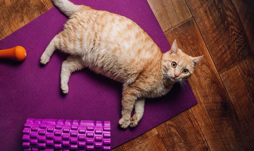 一只疲惫的红色胖猫在运动后躺在瑜伽垫上。疫情期间，在家健身训练的概念风靡。