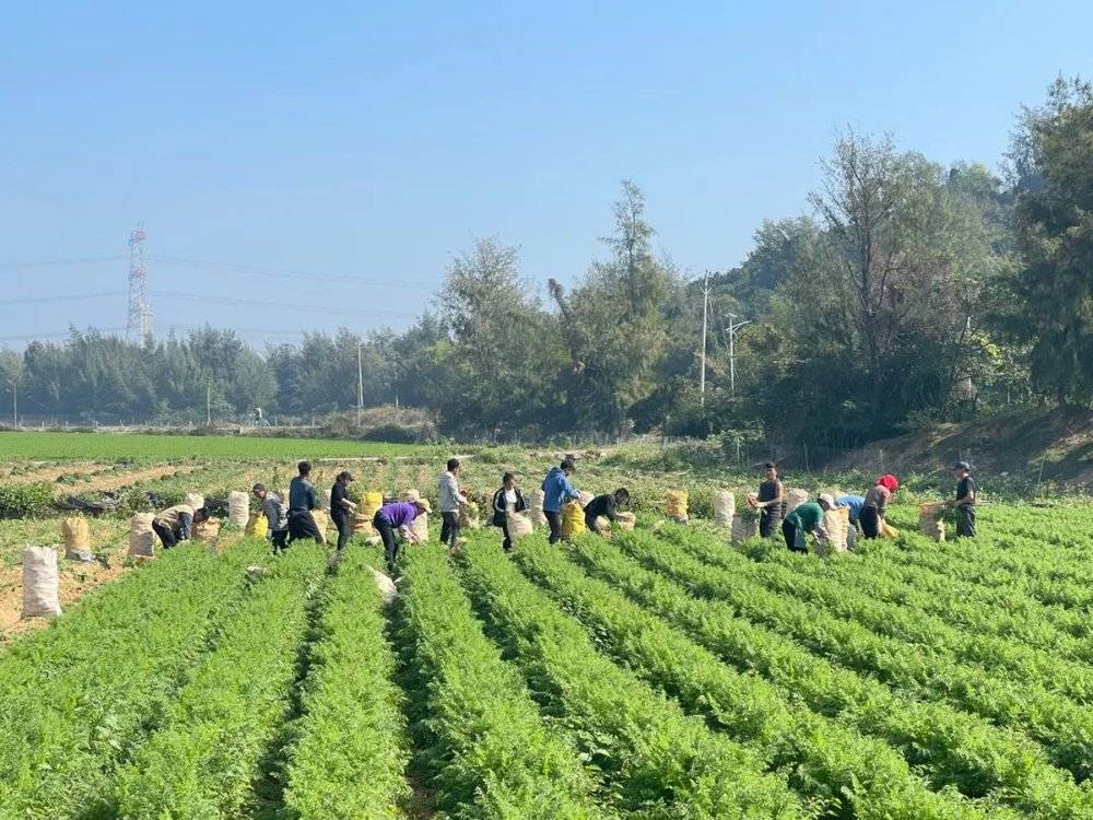 每年1～5月是南方胡萝卜采摘季，惠来县中旭胡萝卜种植基地的工人们正在田间忙采摘。受访者供图<br>