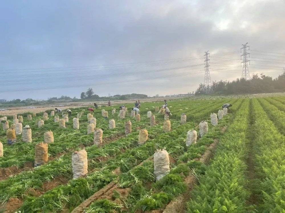 惠来县中旭胡萝卜种植基地上，工人们正在采摘胡萝卜。受访者供图<br label=图片备注 class=text-img-note>