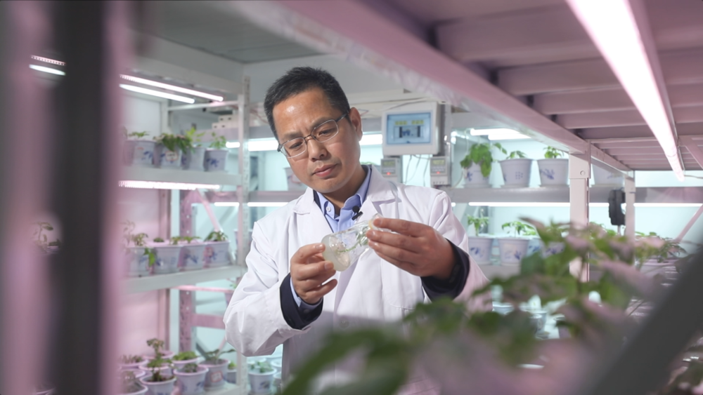 湖南湘研种业有限公司是一家以“辣”闻名全国的种子企业，其总经理刘荣云在实验室观察育种情况。受访者供图<br>