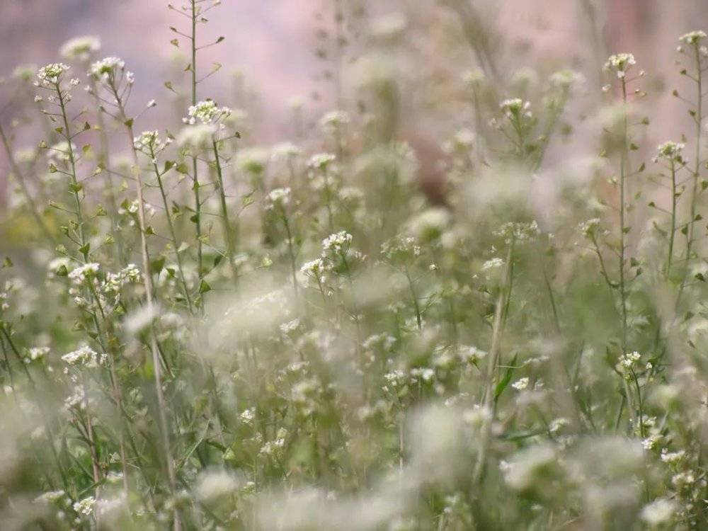 清明时节，田野里的荠菜都开了花儿<br>