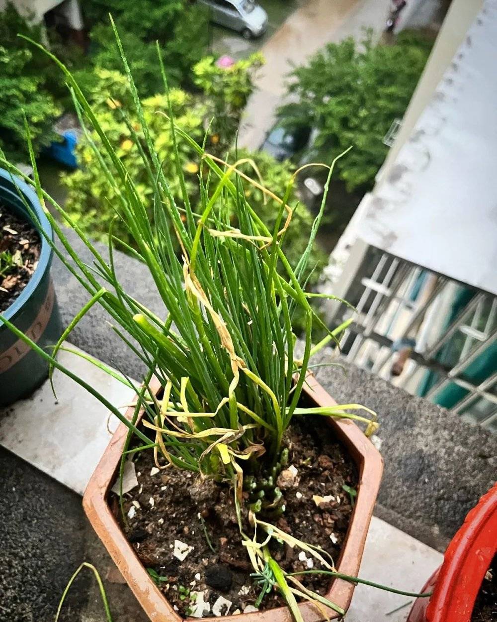 ●我家阳台上的两盆香葱。左图是将之前炸葱油剪下的葱根再种下，右图是妈妈在小区里找到了一丛野葱，移栽了上来。