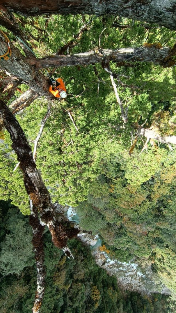 种子采集队攀爬秃杉。|图片由受访者提供<br>