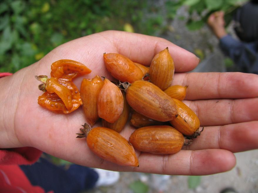 种子采集队采集到的葛枣猕猴桃种子。|图片由受访者提供<br>