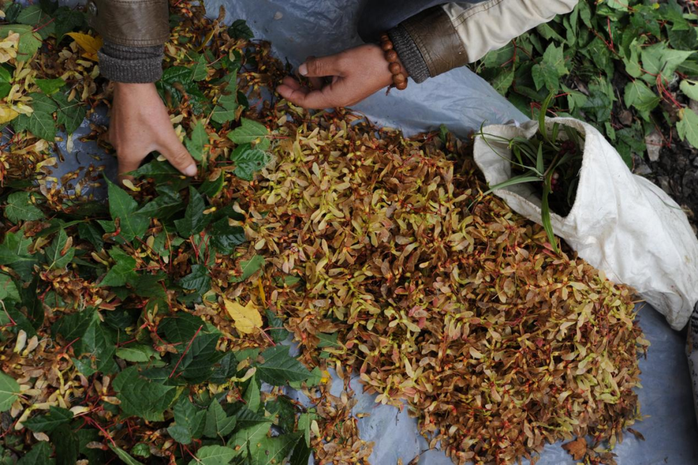 种子采集队采集到的青榨槭种子。|图片由受访者提供<br>