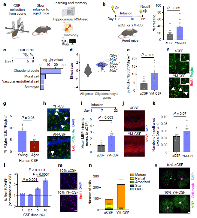 ▲年轻小鼠的脑脊液提升老年小鼠的记忆力，并促进了少突胶质前体细胞的增殖与分化（图片来源：参考资料[1]）<br label=图片备注 class=text-img-note>