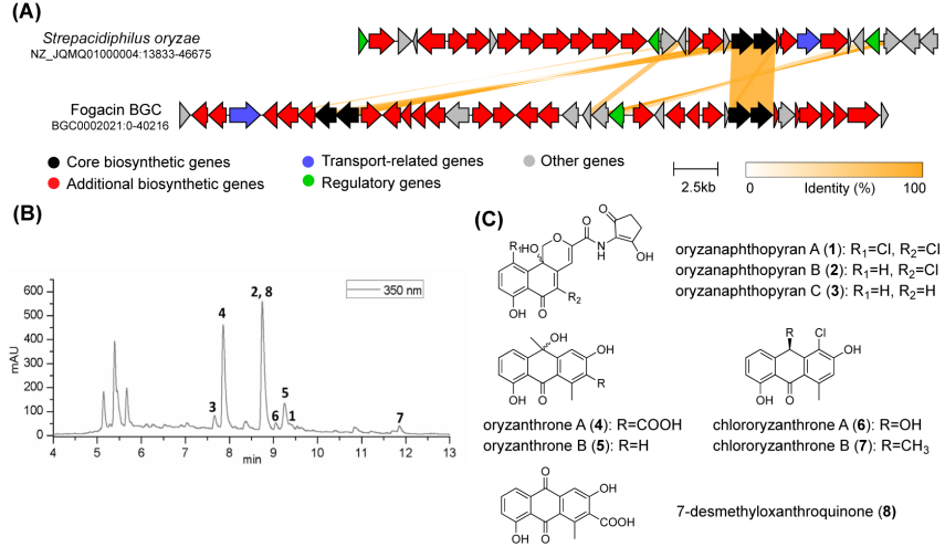 图3. 新颖芳香聚酮分子oryzanaphthopyran的发现