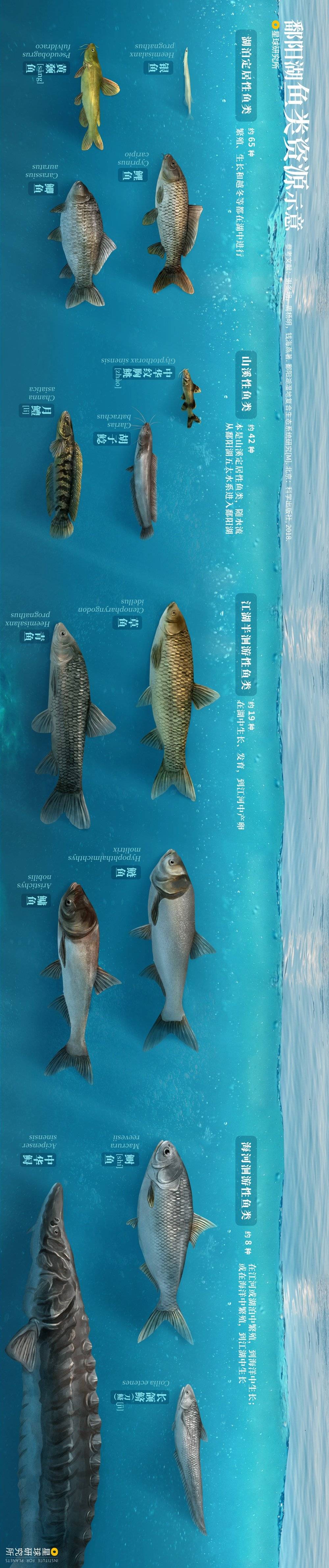 鄱阳湖鱼类资源示意，制图@龙雁翎/星球研究所