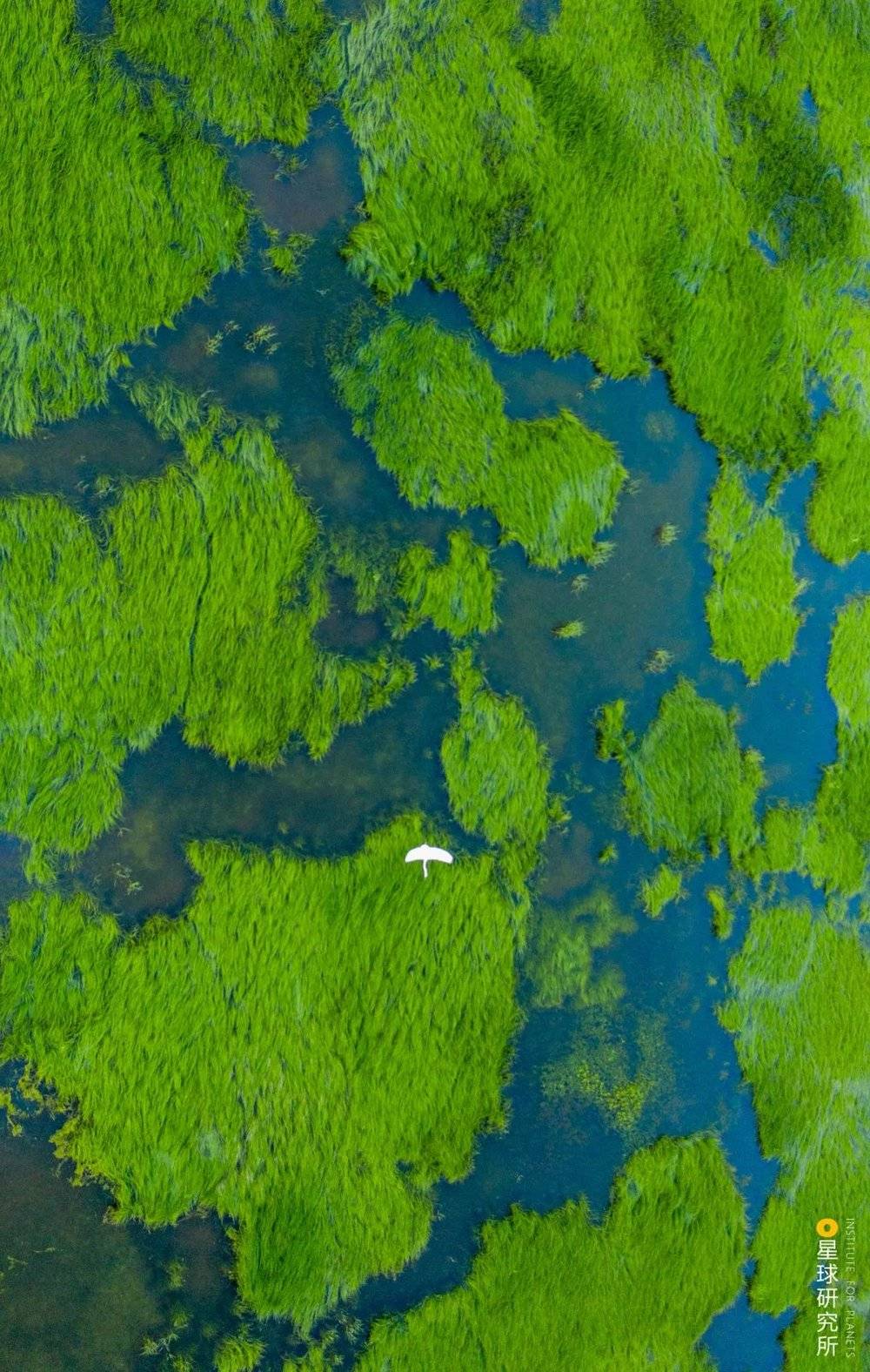 鄱阳湖湿地景观，拍摄于都昌矶山附近，摄影师@傅建斌