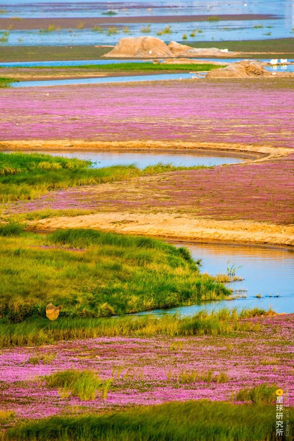 蓼子花海，拍摄于都昌马影湖，摄影师@傅建斌