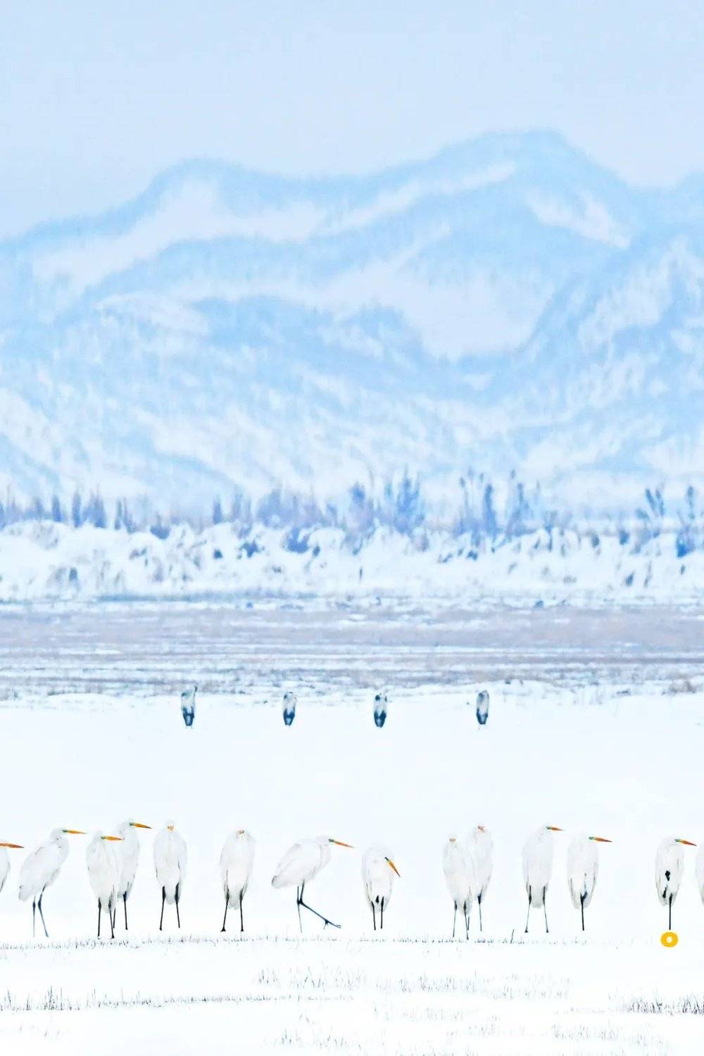 冬季大汊湖的大白鹭与远处的四只苍鹭，摄影师@李风