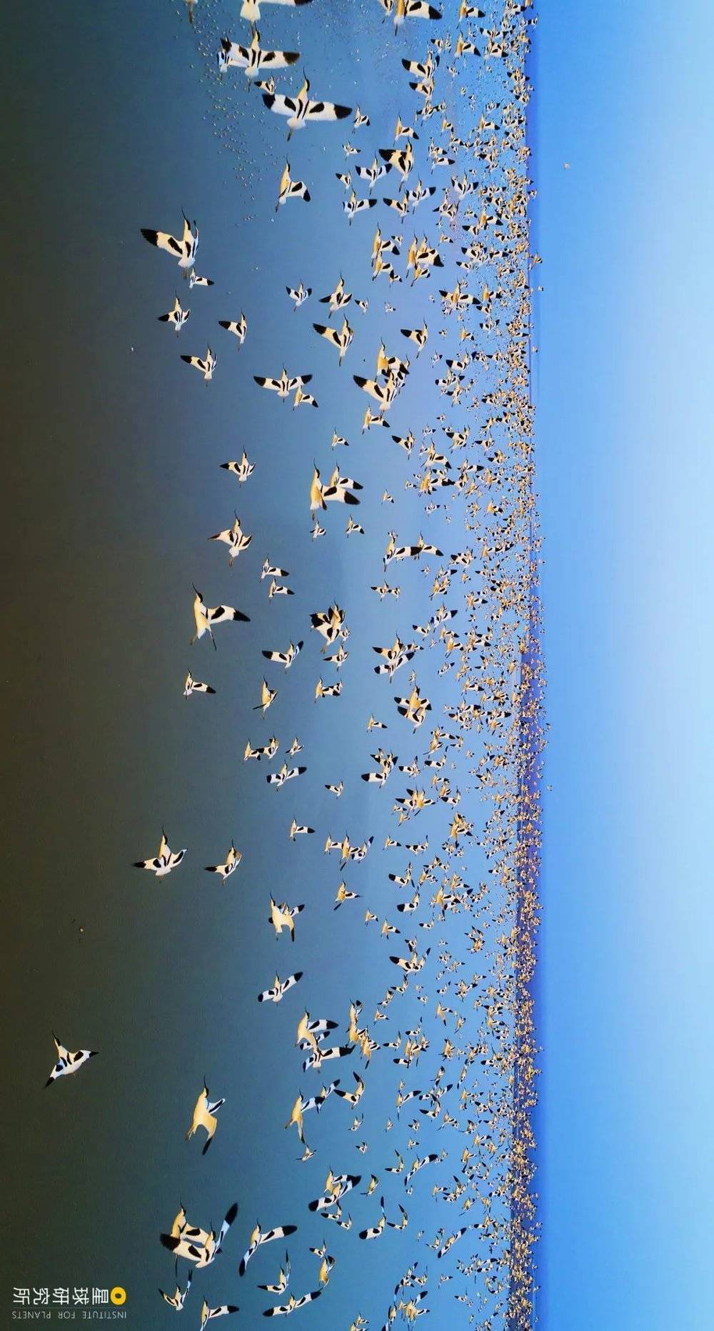 新建南矶山的反嘴鹬群；上述数据来自2022年1月鄱阳湖国家级自然保护区联合湖区其他自然保护区对整个鄱阳湖区进行的“鸟口普查”监测数据，摄影师@廖士清