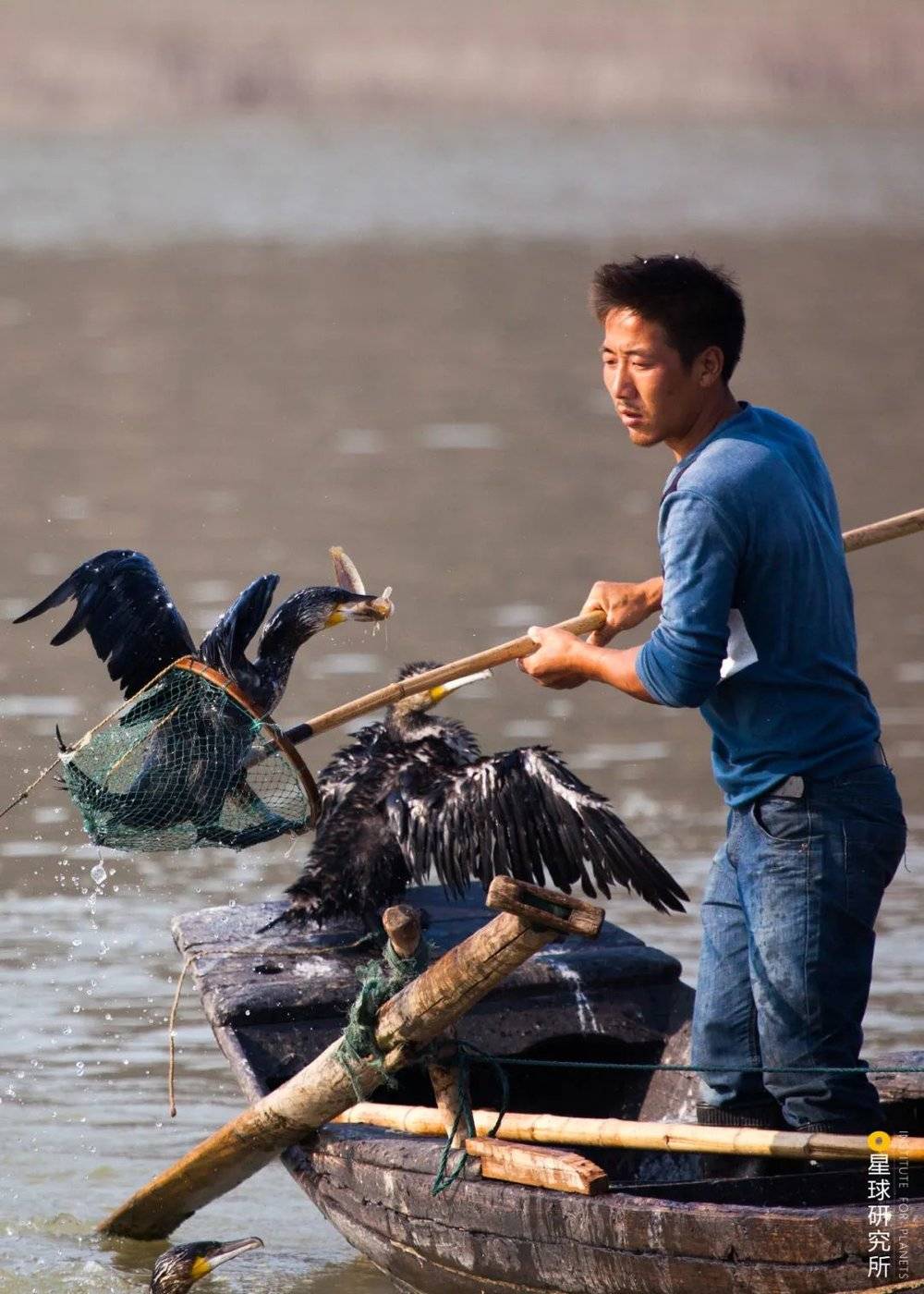 鸬鹚捕鱼，拍摄于都昌矶山水域，摄影师@傅建斌