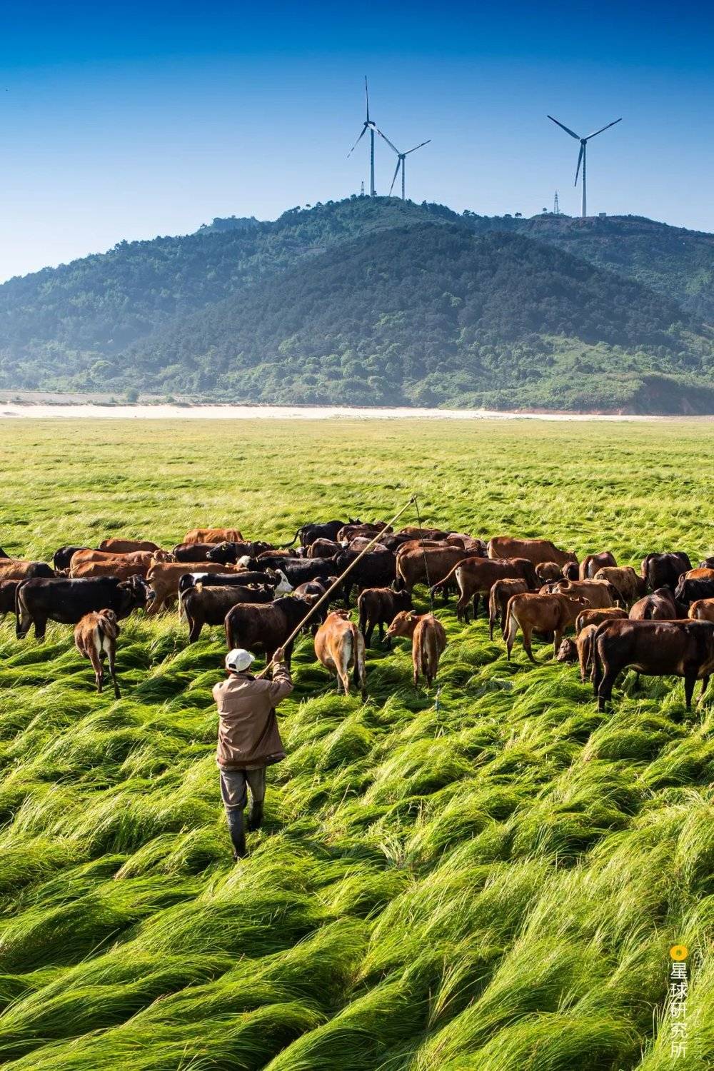 鄱阳湖草原放牛，拍摄于九江都昌县大矶山旁，摄影师@袁文辉