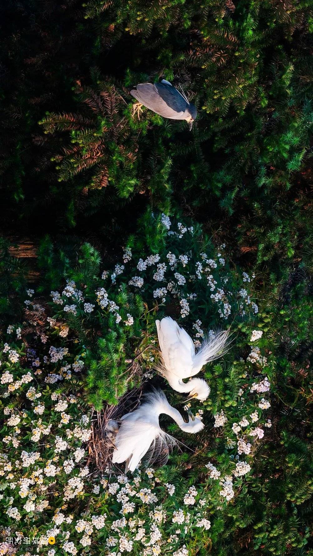 夜鹭与一对中白鹭，拍摄于南昌新建区象山森林公园，摄影师@葛红兵