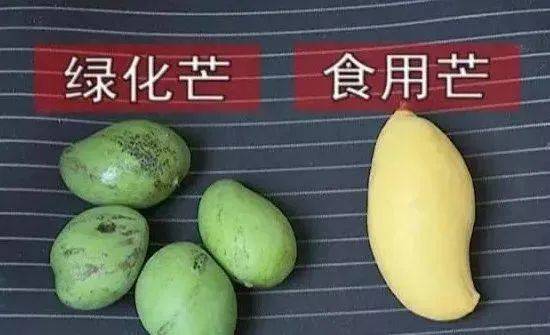 绿化芒与食用芒的差别。图片来源：深圳发布<br>