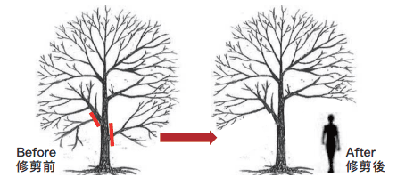 为了保证净空高，较低的树枝要修剪掉。图片来源：香港发展局《树木管理手册》<br>