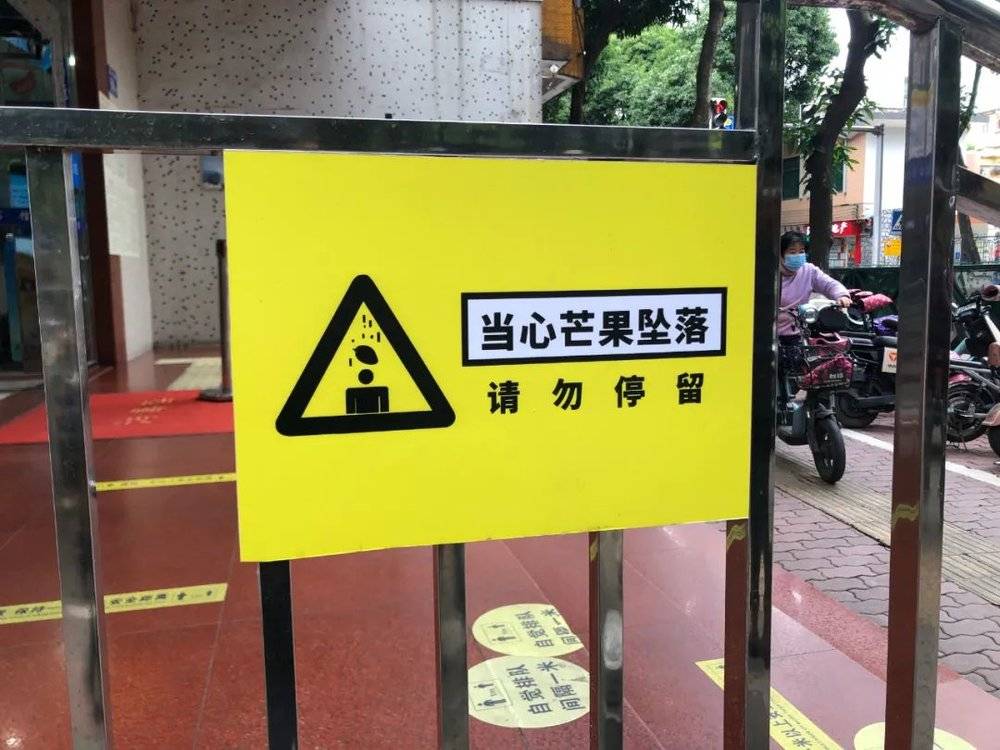 广州路边“当心芒果坠落”的告示。图片来源：作者<br>
