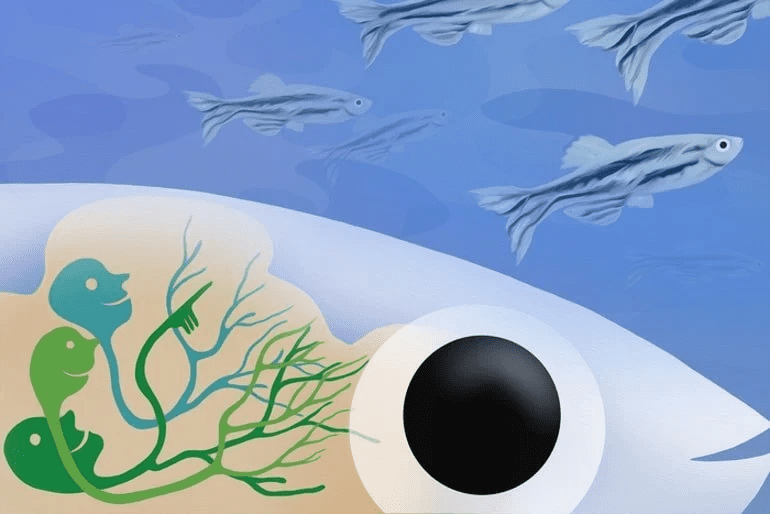 一片专门的脑区使斑马鱼可以识别并接近附近的同类。—MPI for Biological Intelligence， i.f. / Julia Kuhl