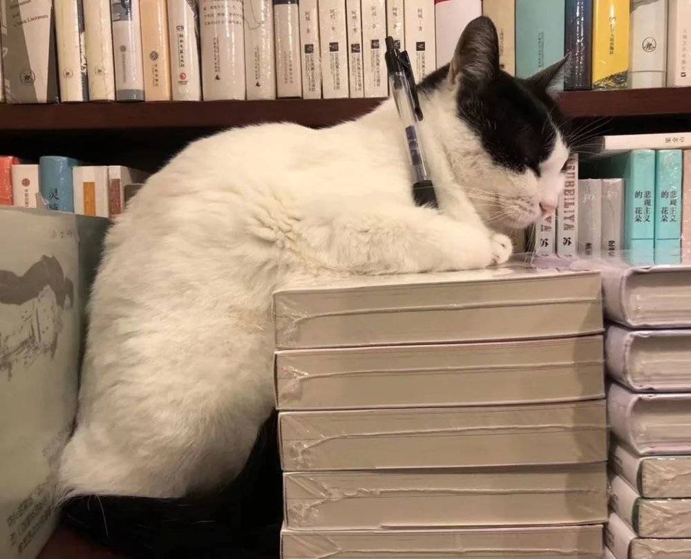 小猫面条，是书店的重要成员，2011年出生。/涂飞摄<br>