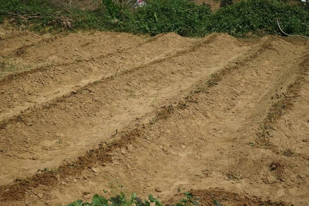 ●小玉姐的邻居的红薯地，依稀可见垄上淋水的痕迹。<br>