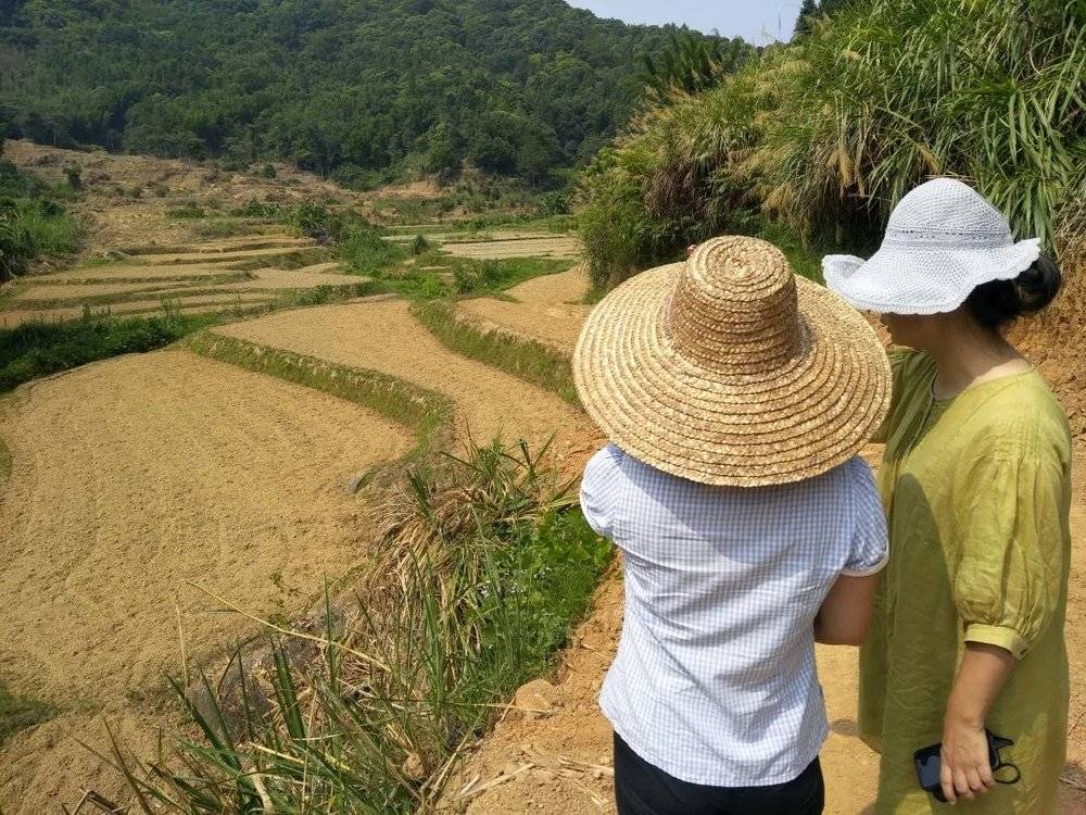 ●乐明村的梯田景象，夏季的作物大多还没有播种。<br>