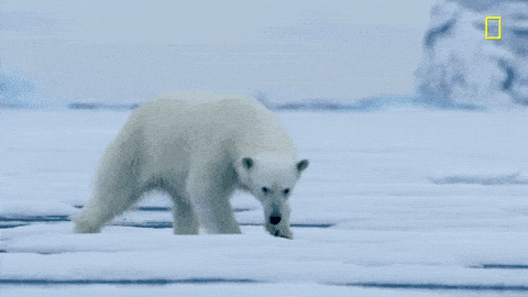 理应生活在海冰上的北极熊。｜ Giphy<br label=图片备注 class=text-img-note>