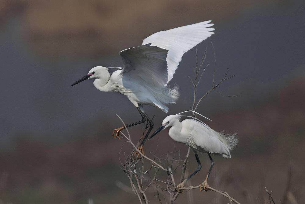 小岛山的鹭鸟，图片来自：视觉中国