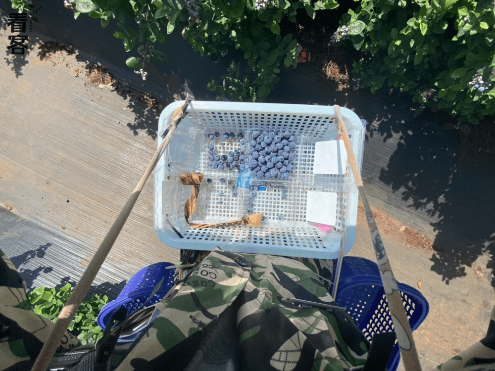 采摘时的装备，篮子里放置分级板用于给蓝莓按大小分类<br>