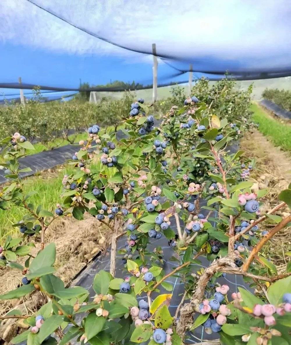 图/澳洲蓝莓农场  来源/Sophia拍摄