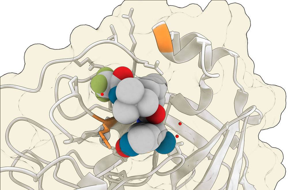 在实验室研究中，一种冠状病毒蛋白酶上的几个位点（橙色）会发生突变，从而使病毒对 Paxlovid 中的活性成分（此处显示为蛋白酶中的灰色和彩色球体）更具抵抗力。图：V. ALTOUNIAN/科学，数据：RCSB 蛋白质数据库，ID 7U28