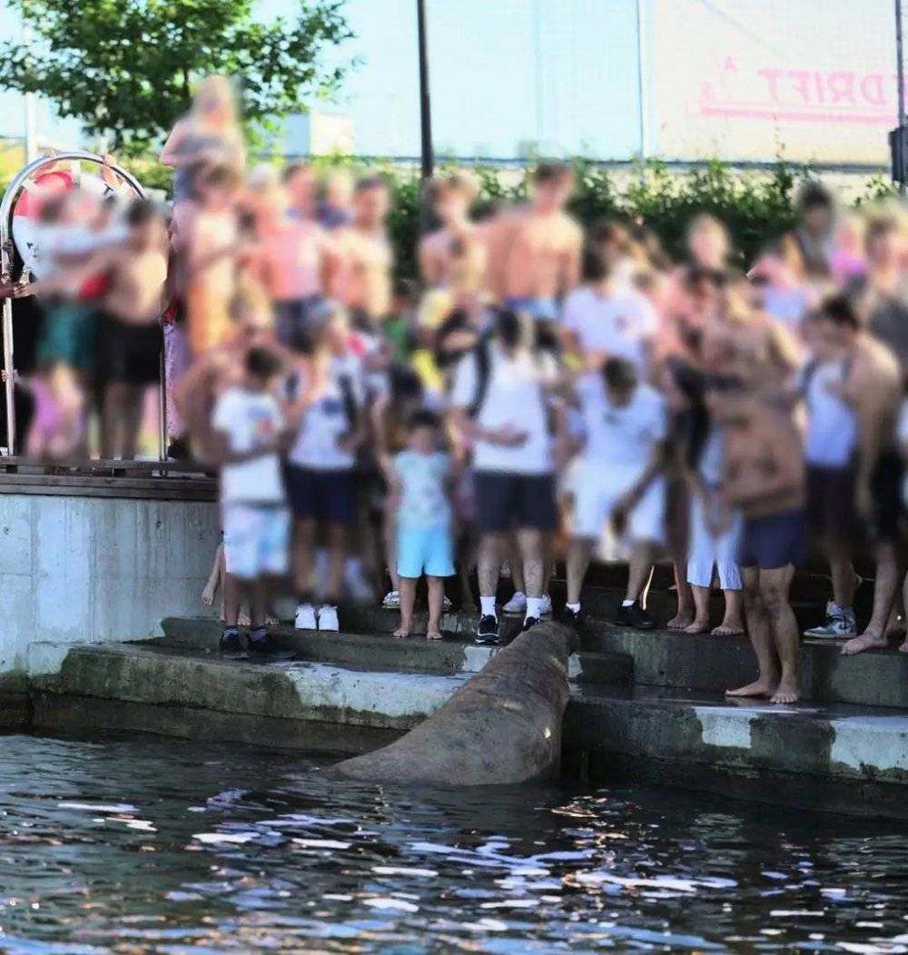 渔业局表示，奥斯陆的公众，成人和孩子都无视保持距离的警告，与海象亲密接触。这张照片拍摄于8月10日星期三。出于对个人隐私的考虑，图像已做马赛克处理©Directorate of Fisheries