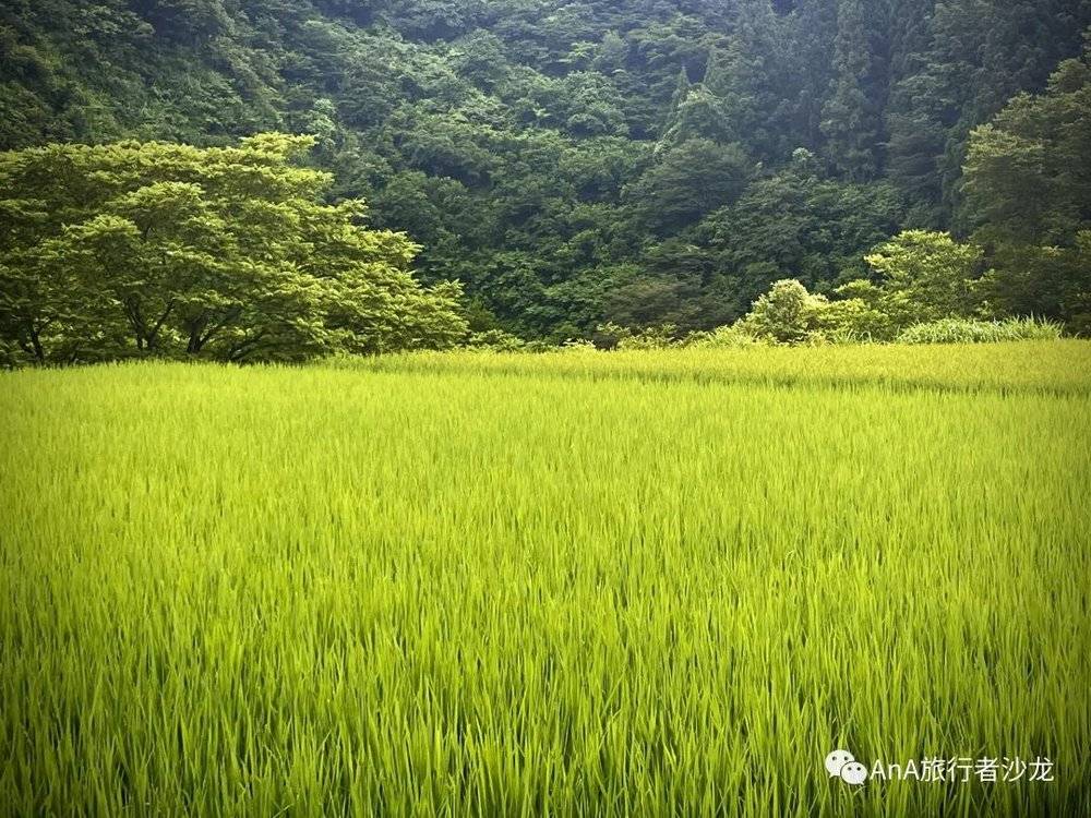 神社、稻田日本乡下的典型景色撩人心弦<br>