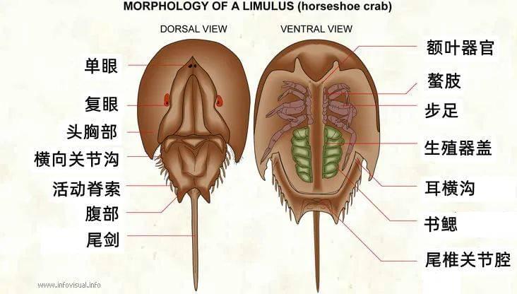 鲎的身体结构。图片来源：infovisual<br label=图片备注 class=text-img-note>