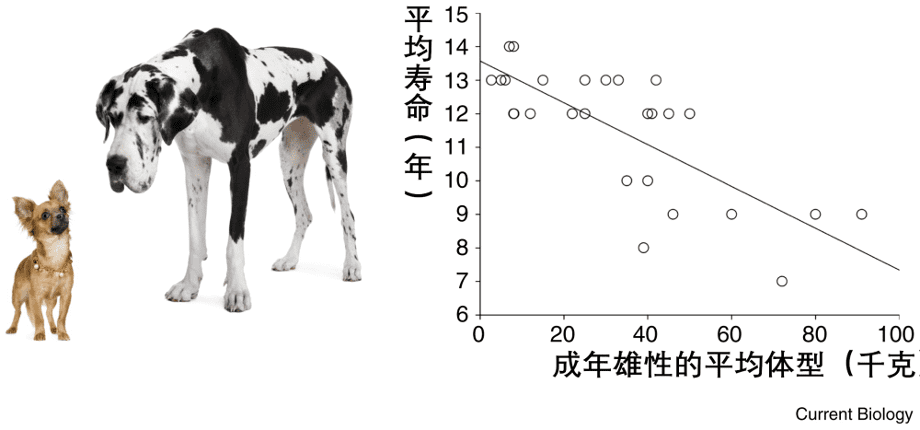 狗的体型越小，平均寿命越长。|参考资料 [4]<br>