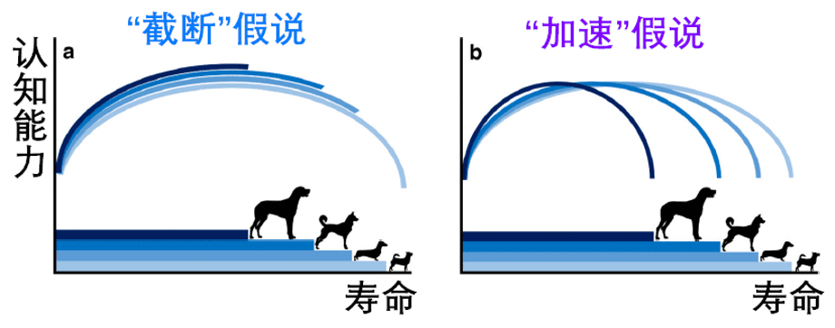 关于狗狗认知能力的两种假说，左边是“截断”假说，右边是“加速”假说。| 参考资料[6]