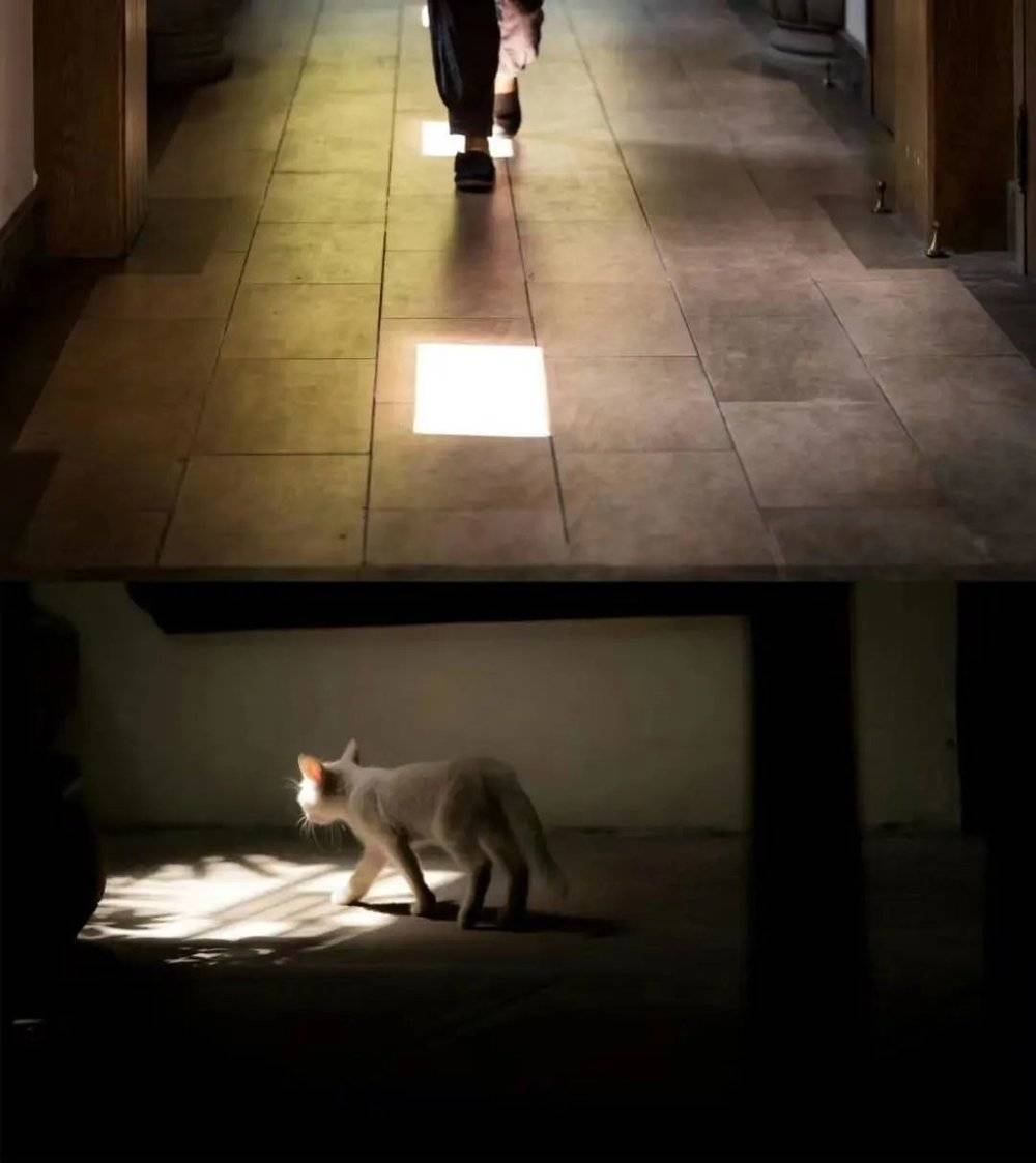 寺内，行走的僧人和晒太阳的猫/受访者供图