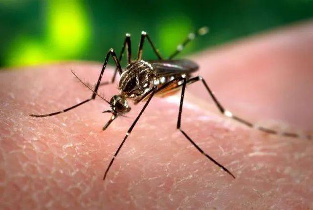 埃及伊蚊 | James Gathany / Wikimedia Commons<br>