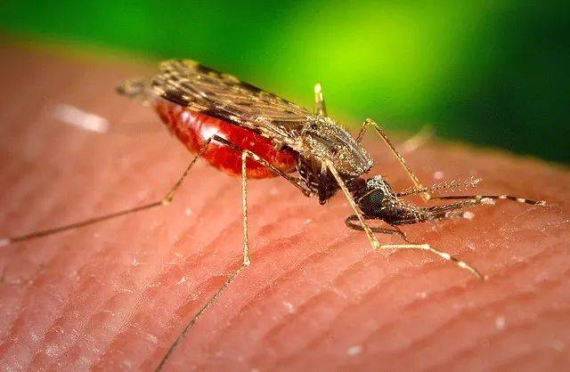 为了生存，小蚊子只能努力寻找宿主，多多吸血以增强繁殖能力，因此我们会感觉到小蚊子更喜欢咬人 | James Gathany， USCDCP / Wikimedia Commons<br>