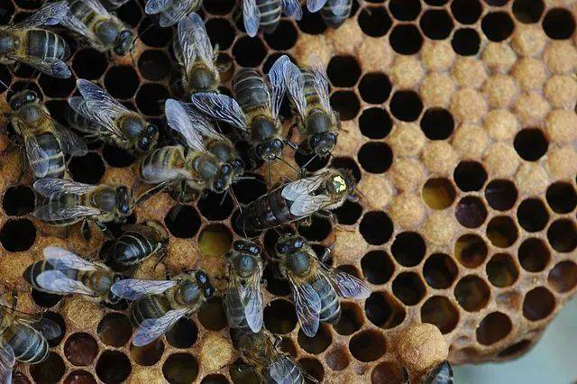 画面中心的是一个蜂群中唯一的蜂后，它正在产卵 | Piscisgate / Wikimedia Commons<br>