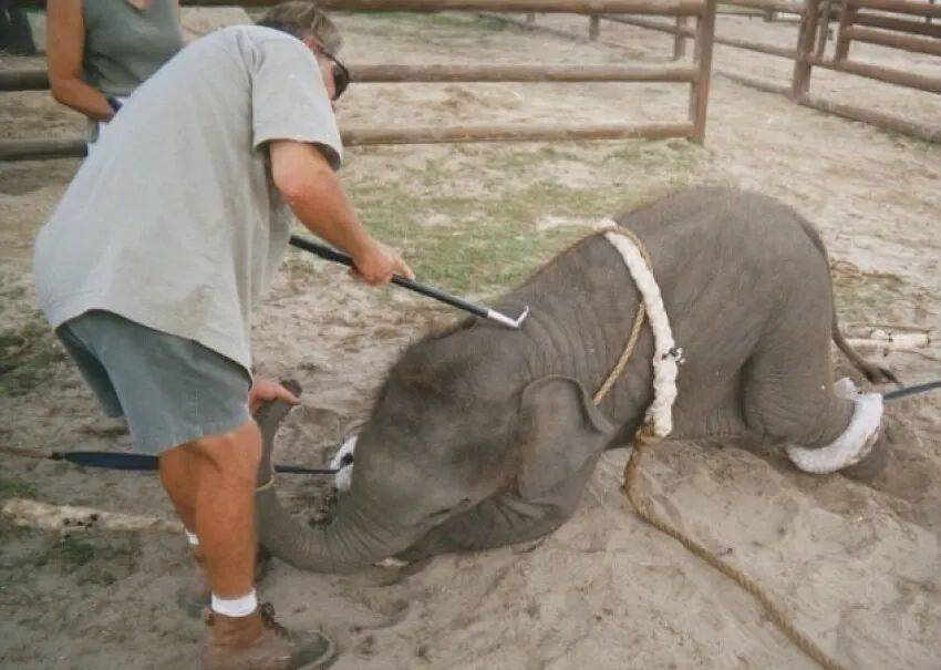 驯象师拍摄了马戏团里的小象：如何驯服一头小象？通过钩子和绳索｜Sam Haddock<br>