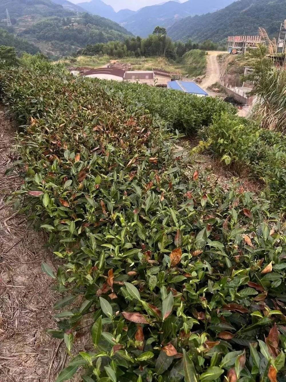 久不下雨，茶树被晒干，张树生担心明年茶减产 / 受访者供图<br>