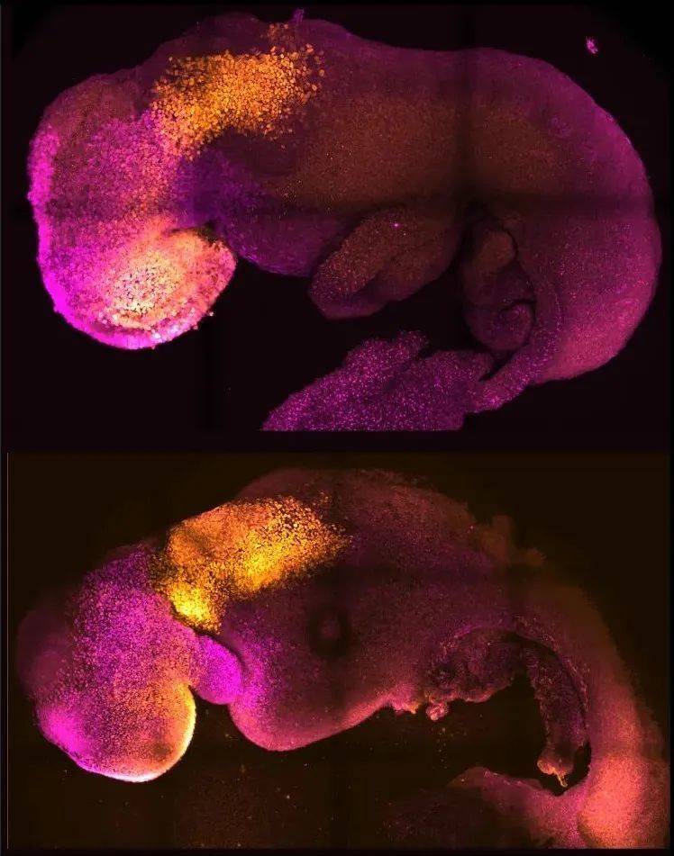 ▲自然（上）与人工合成（下）的小鼠胚胎对比，可以看见两者的大脑与心脏结构（图片来源：Amadei and Handford）<br label=图片备注 class=text-img-note>